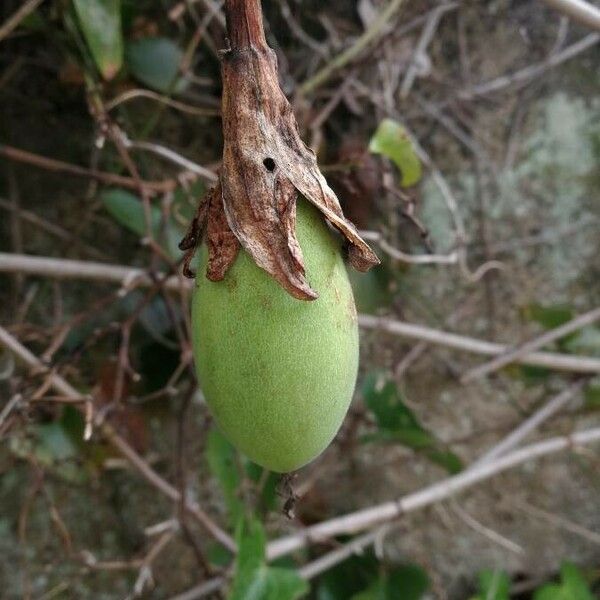 Passiflora manicata Ovoce