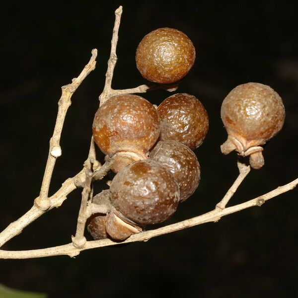 Sapindus saponaria Fruit