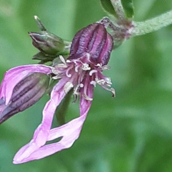 Silene flos-cuculi Blomst