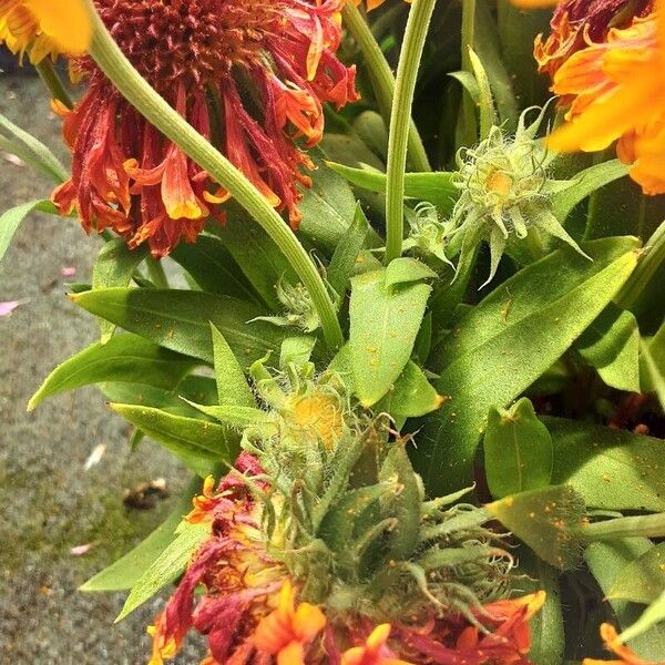 Gaillardia aristata Leaf