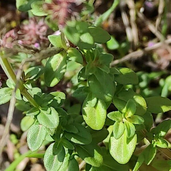 Thymus pulegioides Blatt