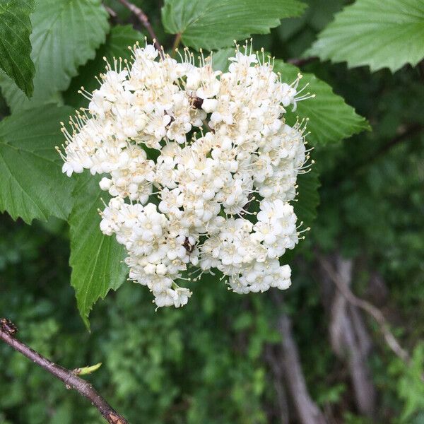 Viburnum dentatum Flower