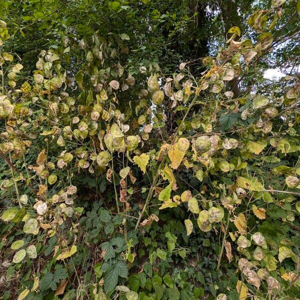 Lunaria annua Fruto