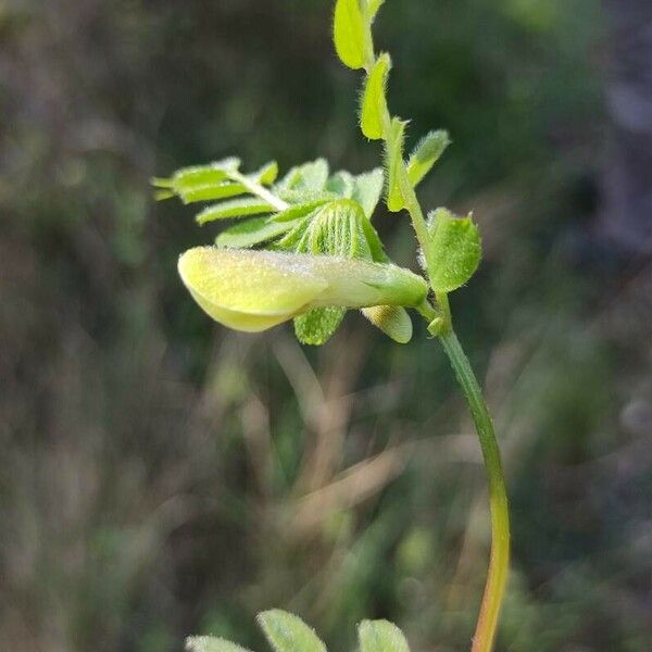 Vicia hybrida Květ