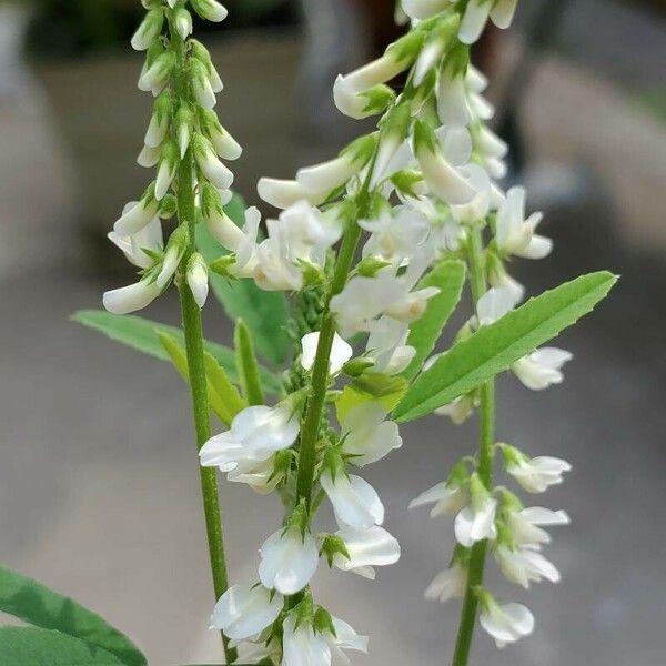 Melilotus albus Flower