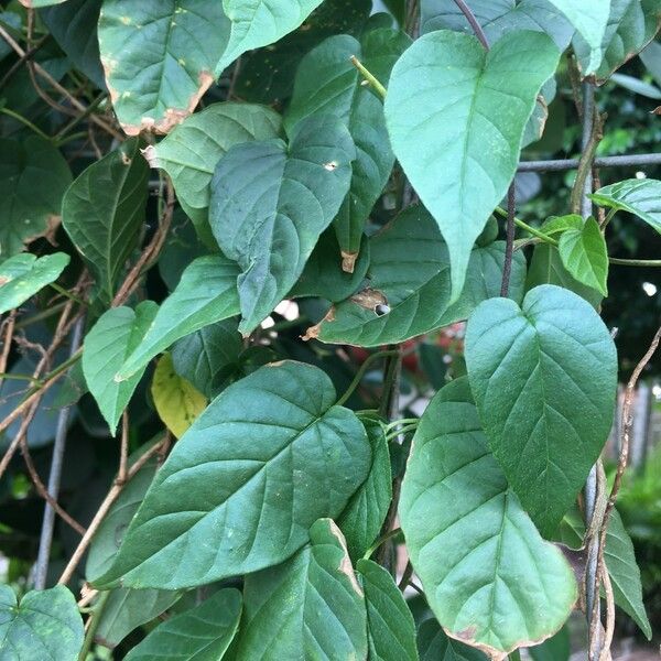 Jacquemontia pentanthos Hoja