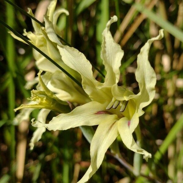 Gladiolus undulatus Flower