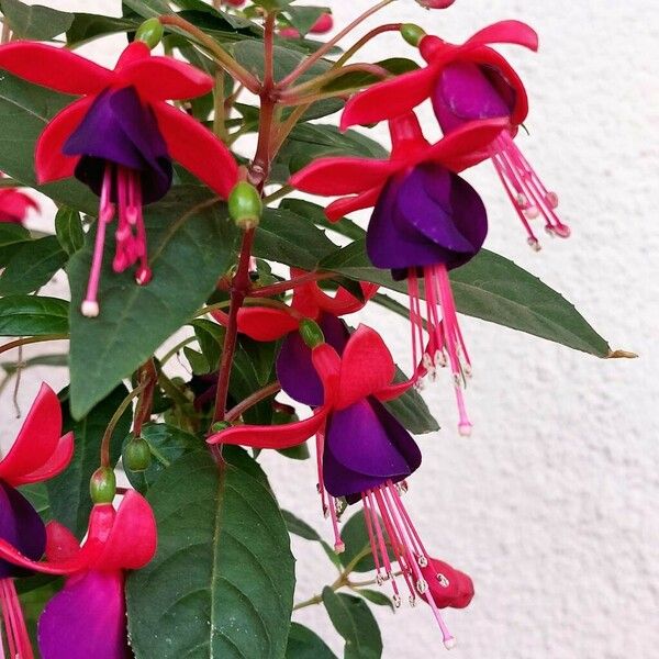 Fuchsia magellanica Cvet