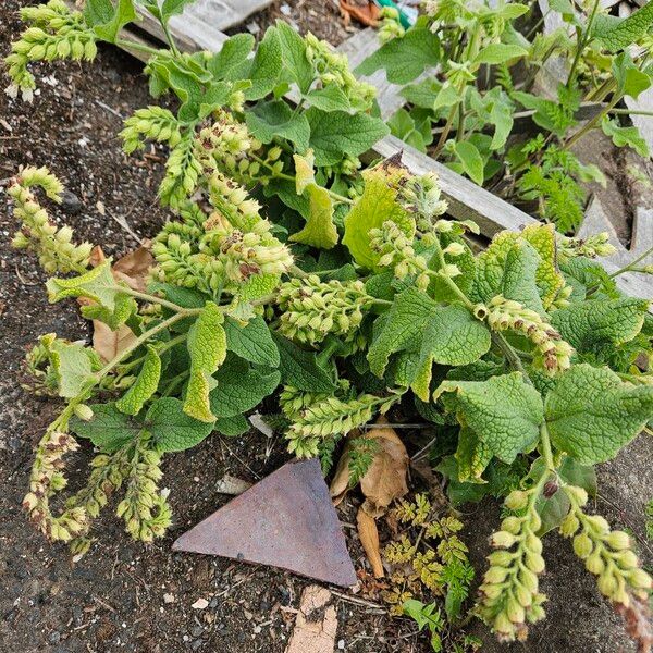 Symphytum orientale Hábitos