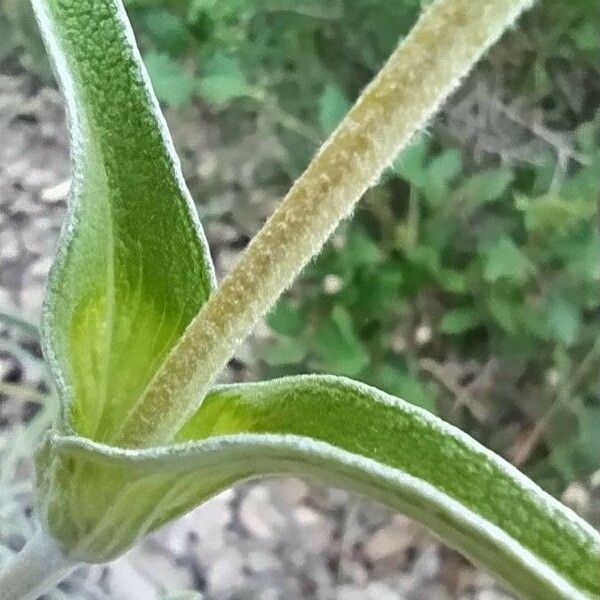 Phlomis lychnitis Blatt