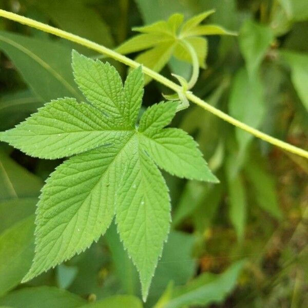 Humulus scandens Листок