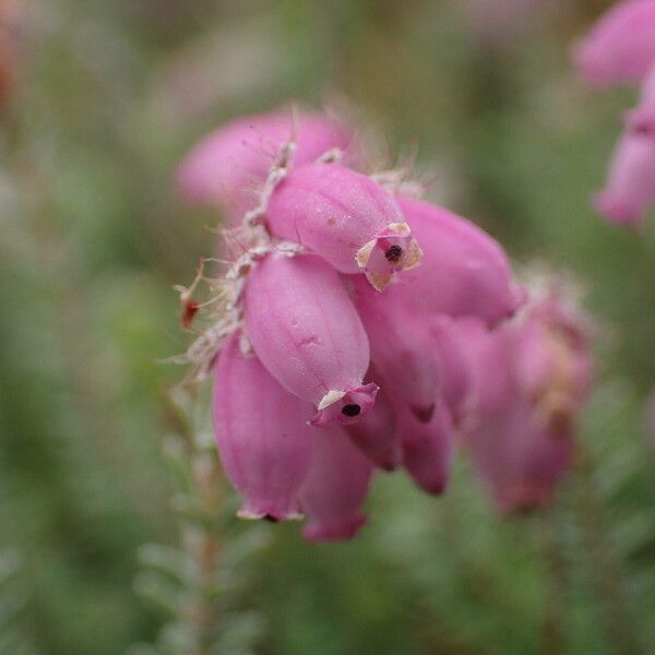 Erica tetralix Flor