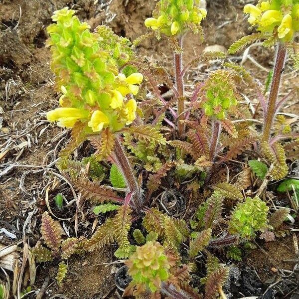 Pedicularis canadensis 花