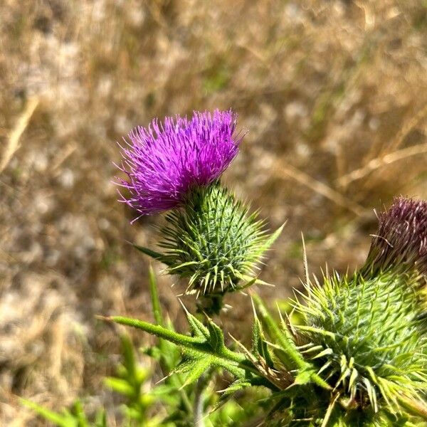 Cirsium vulgare Flor