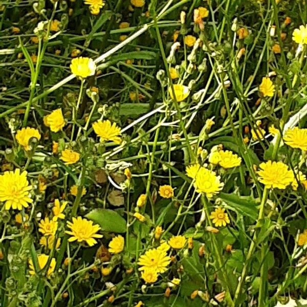 Crepis capillaris Habit