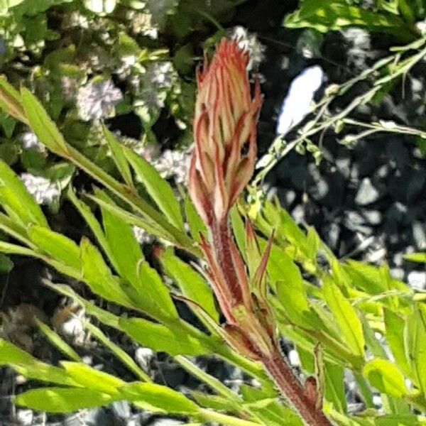 Castilleja parviflora Çiçek