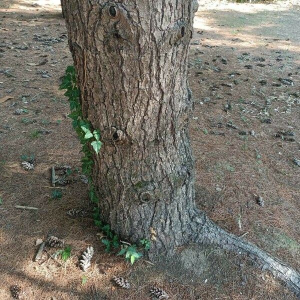 Pinus wallichiana Kéreg