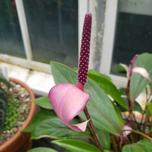 Anthurium amnicola Flor