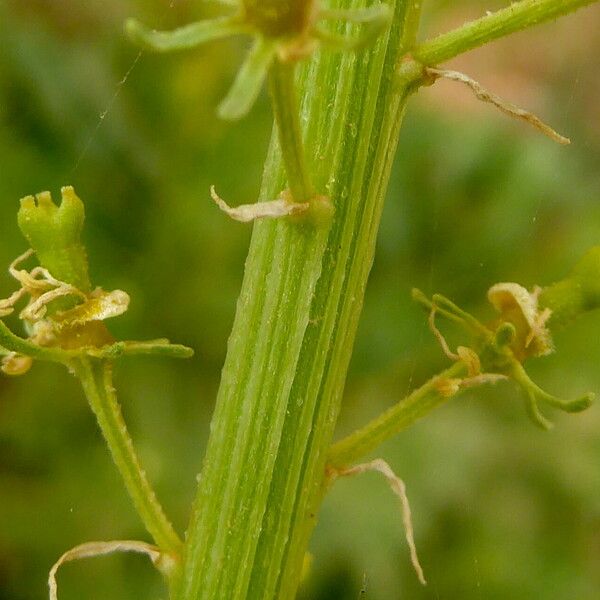 Reseda lutea Кора