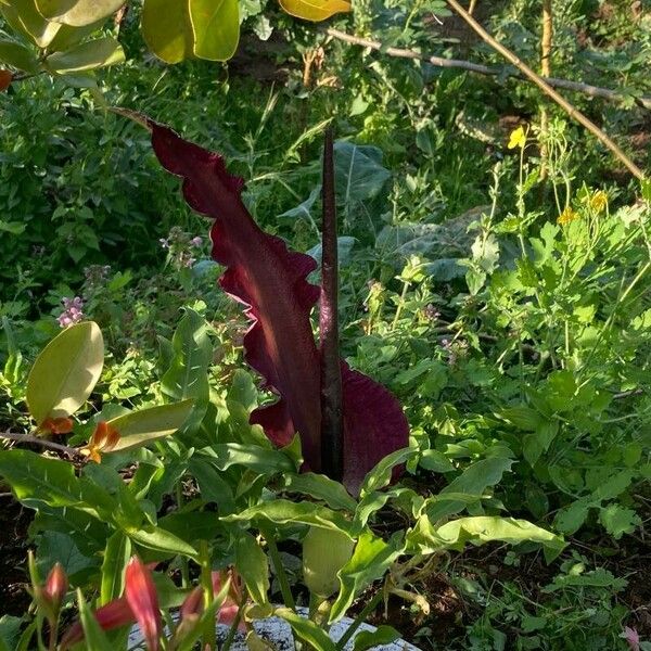 Dracunculus vulgaris Blüte