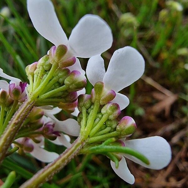 Iberis pinnata Kukka