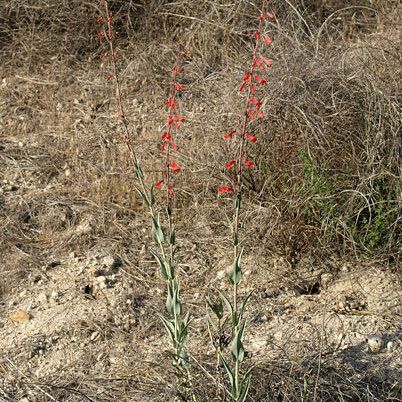 Penstemon centranthifolius 整株植物