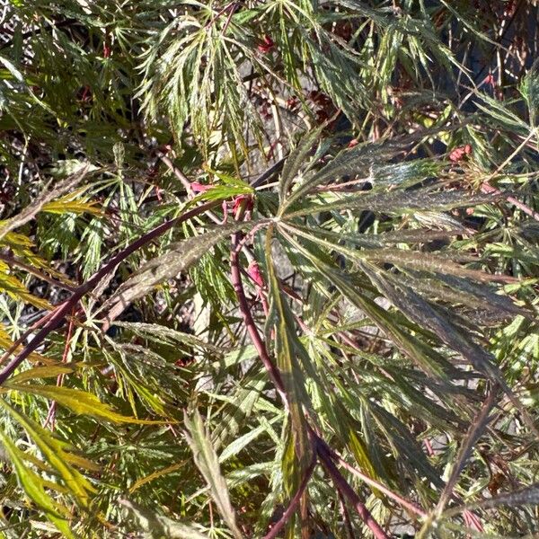 Acer japonicum Blad