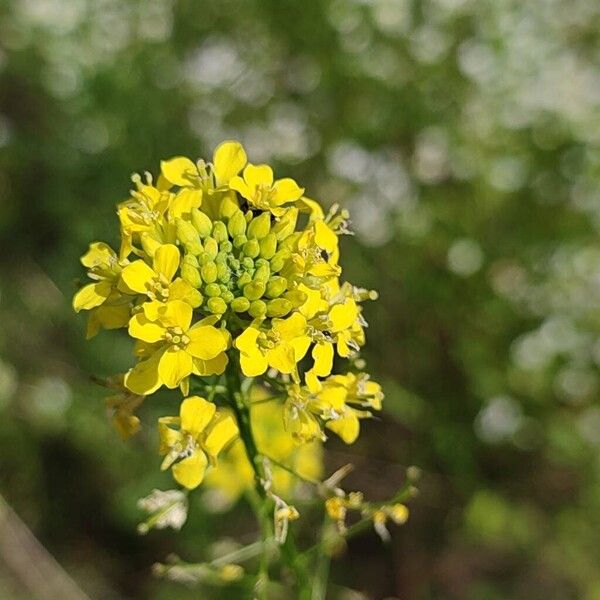 Sisymbrium loeselii ফুল