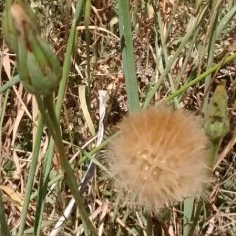 Tragopogon porrifolius Fruchs