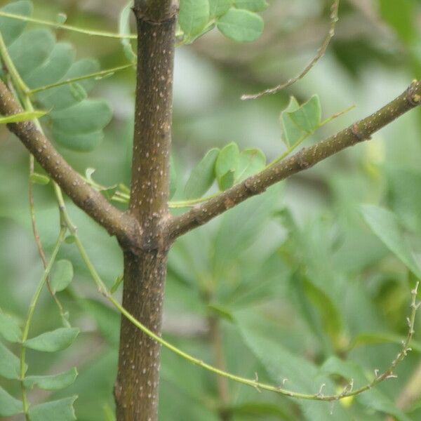 Bowkeria verticillata Bark