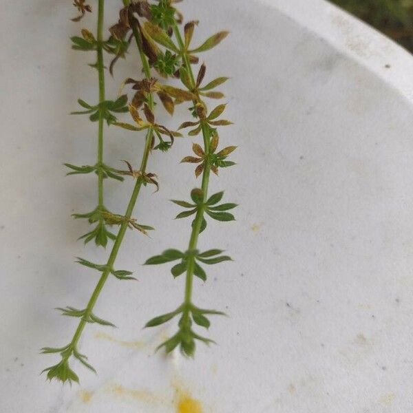 Galium murale ഇല