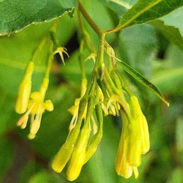 Diervilla lonicera Іншае