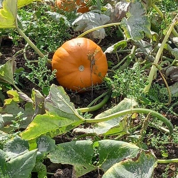 Cucurbita maxima Φρούτο