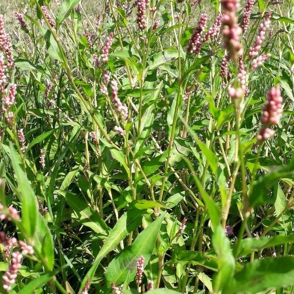 Polygonum persicaria Çiçek