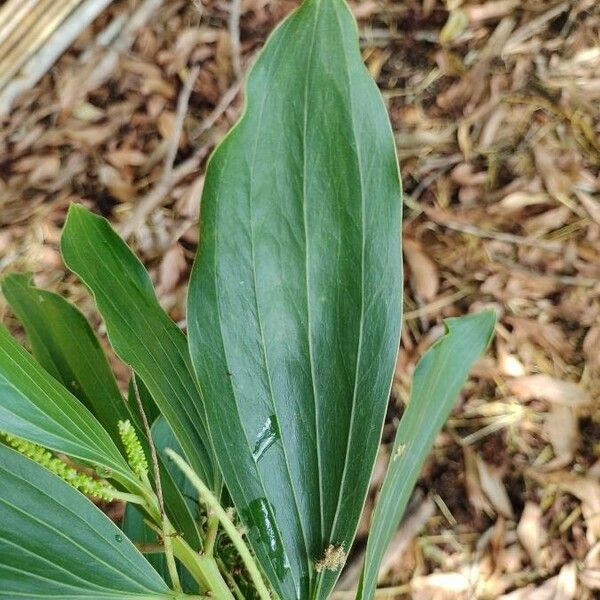 Acacia mangium Leaf