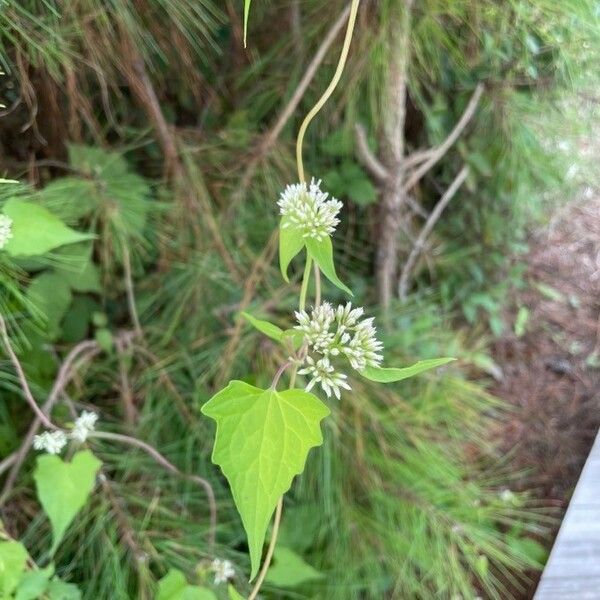 Mikania scandens Hoja