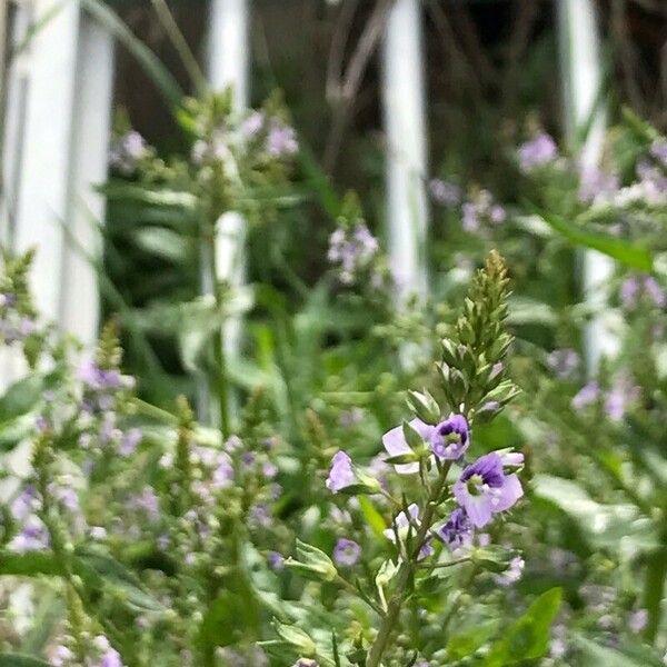 Veronica anagallis-aquatica Цвят