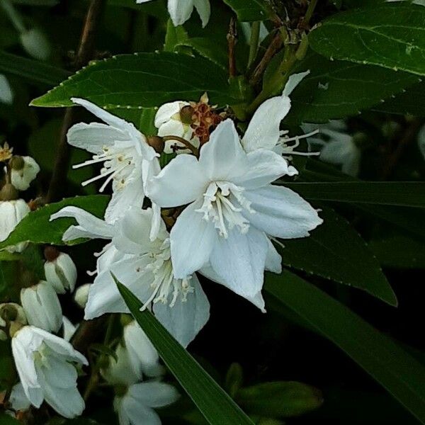 Deutzia gracilis Floare