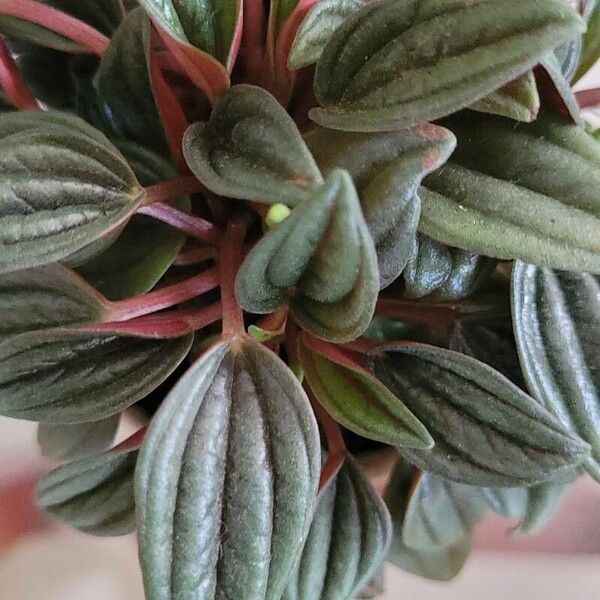 Peperomia caperata Leaf