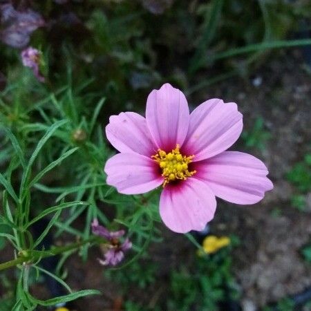 Cosmos bipinnatus Flower