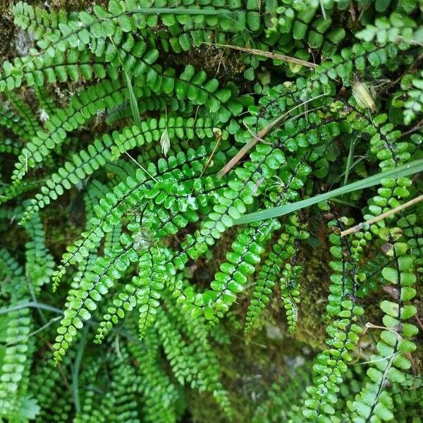 Asplenium trichomanes List