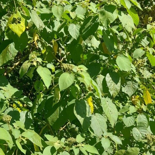 Solanum abutiloides Habit