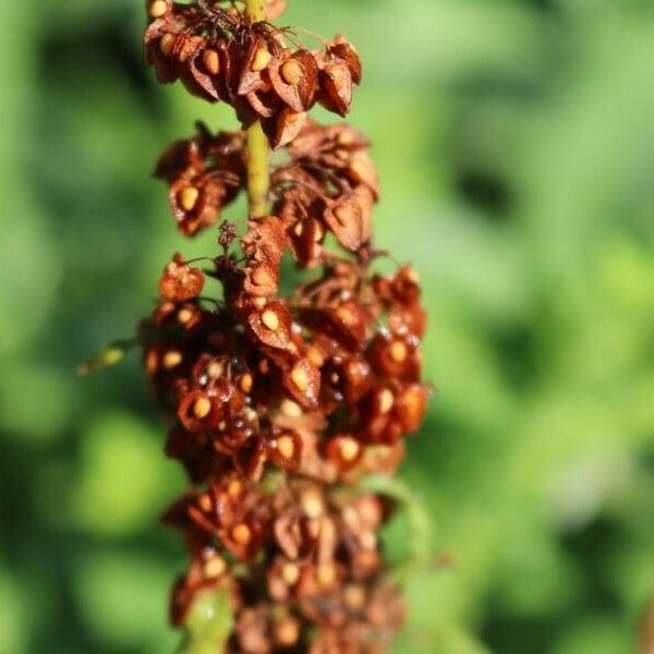 Rumex crispus Frucht