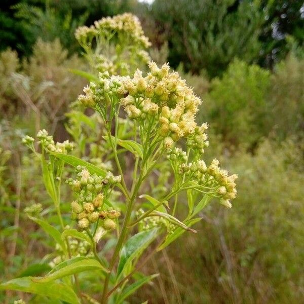 Baccharis punctulata 花