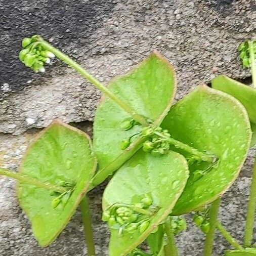 Claytonia perfoliata برگ