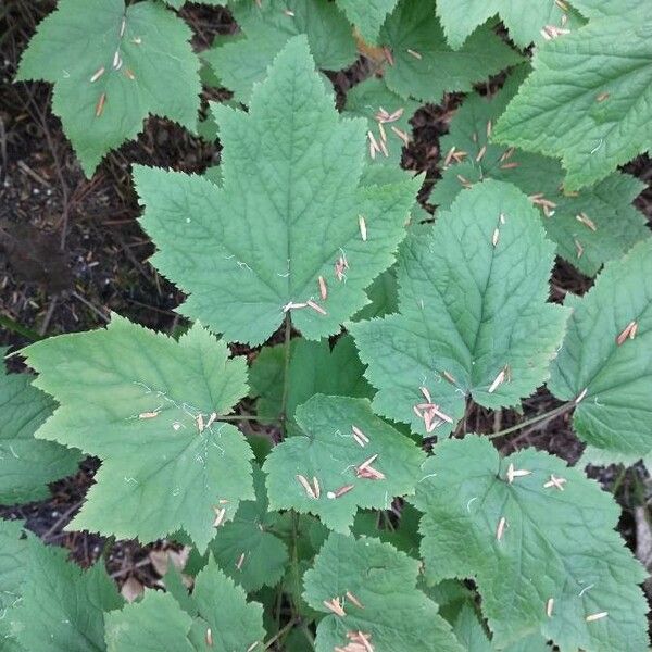 Actaea spicata পাতা