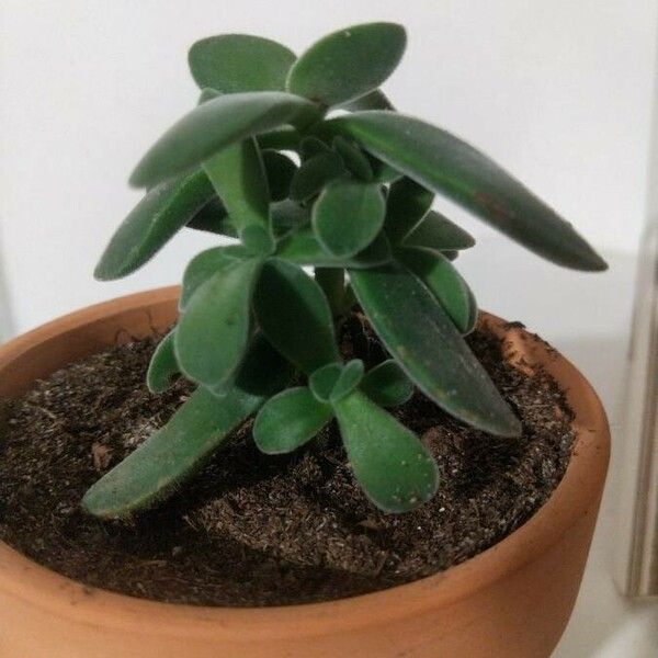 Crassula lanuginosa Лист