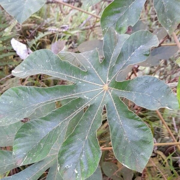 Cecropia pachystachya Leaf