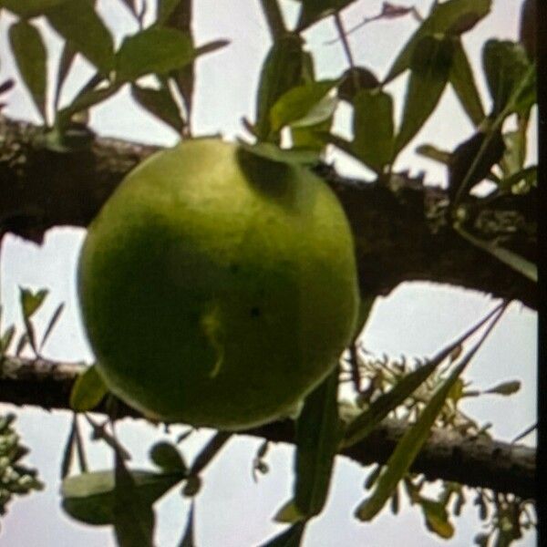 Crescentia alata Fruit