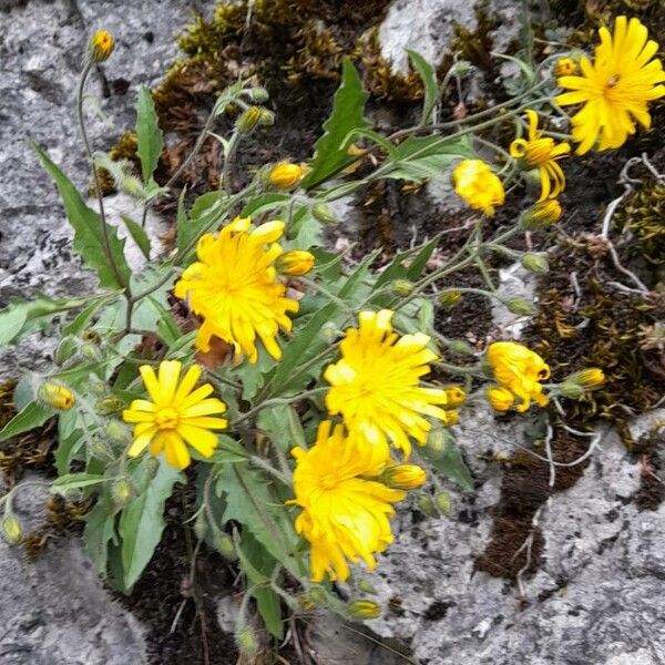 Hieracium humile Alkat (teljes növény)